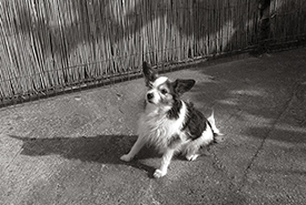 Little Dog