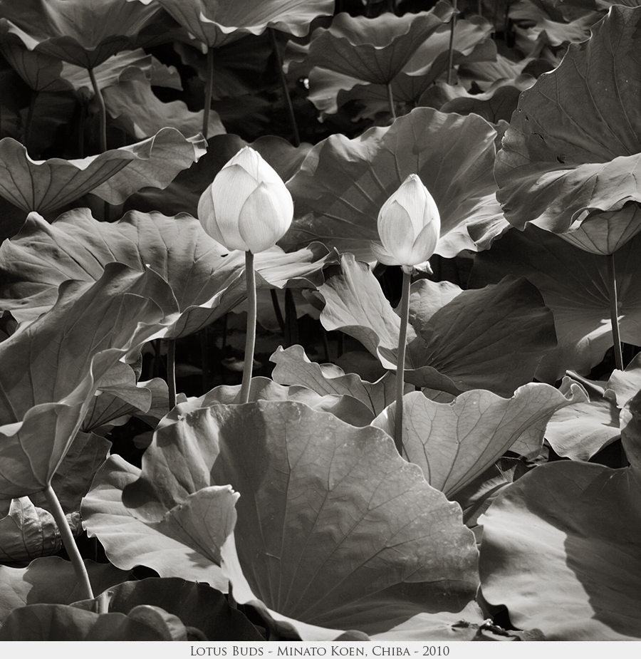 Lotus Buds