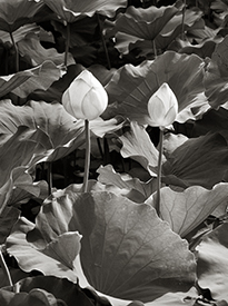 Lotus Buds