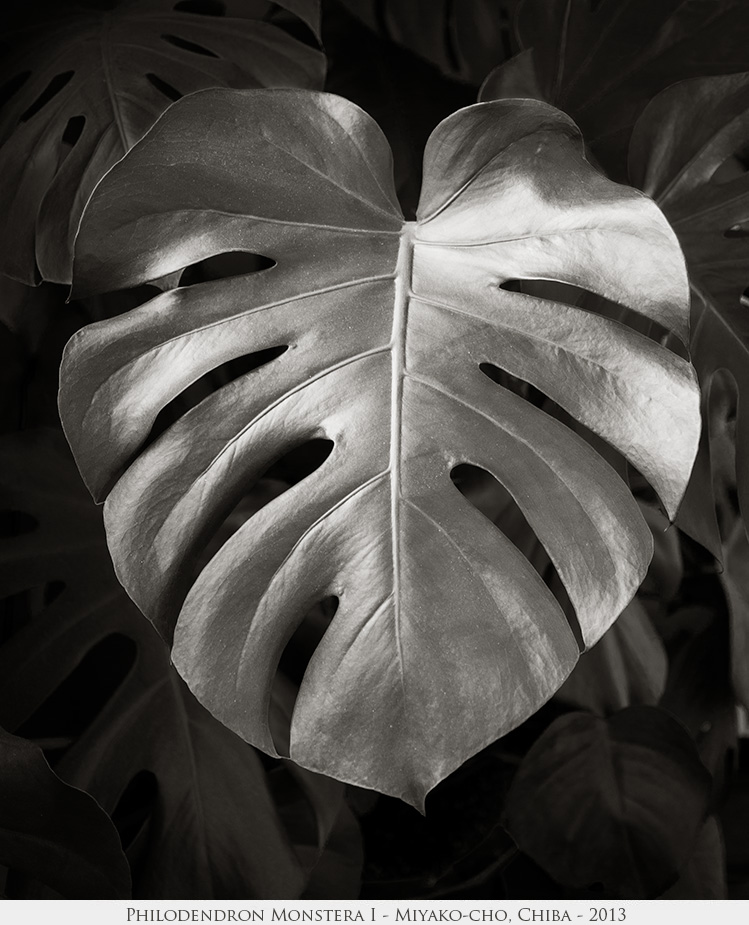 Philodendron Monstera I