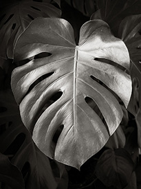 Philodendron Monstera I