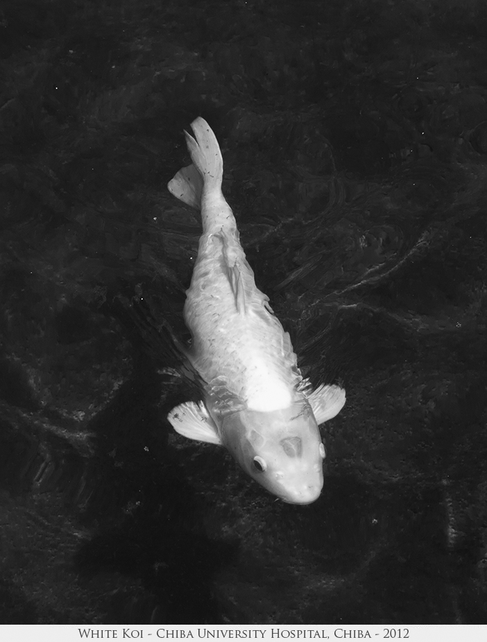 White Koi