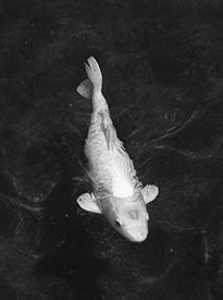 White Koi