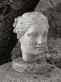 Bust in the Woods